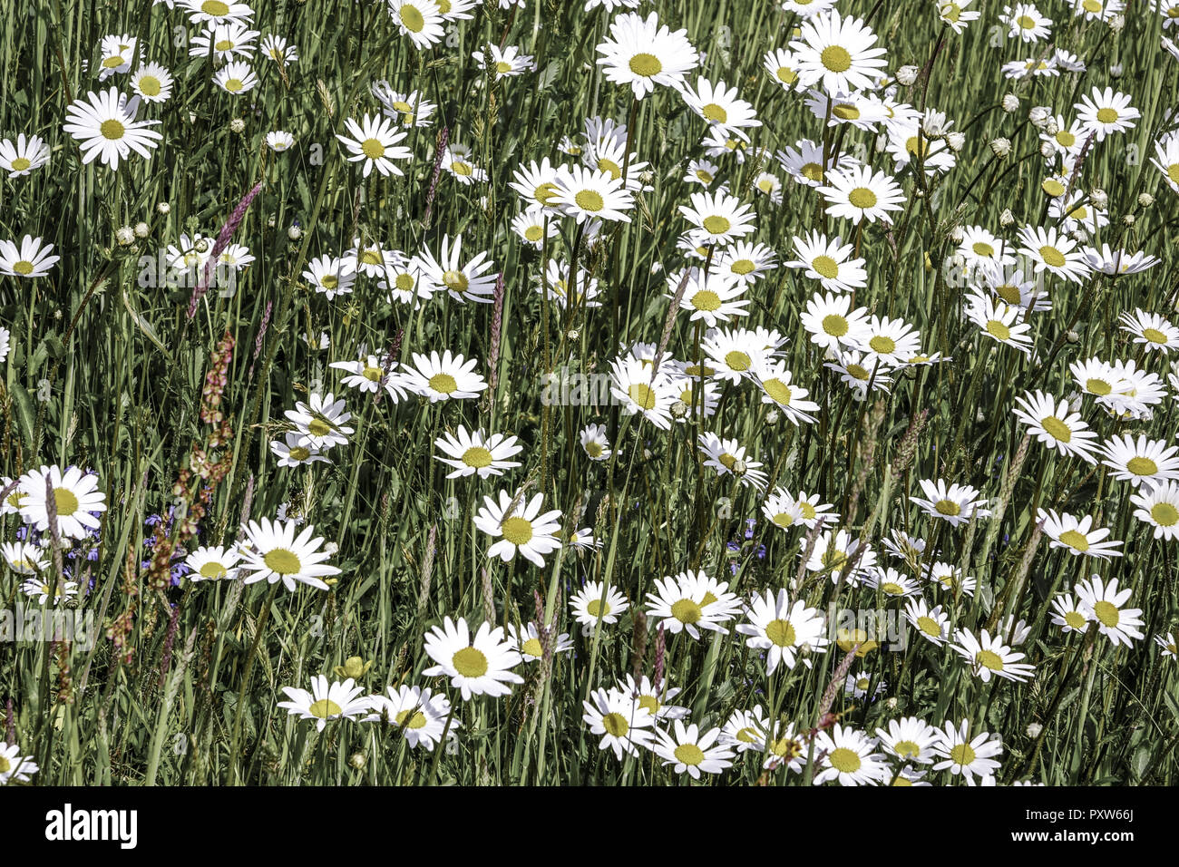 Wiese mit Magerwiesen-Margeriten (Leucanthemum vulgare), Wiesen-Margerite Wiesen-Wucherblume oder auch, Deutschland, Europa Banque D'Images