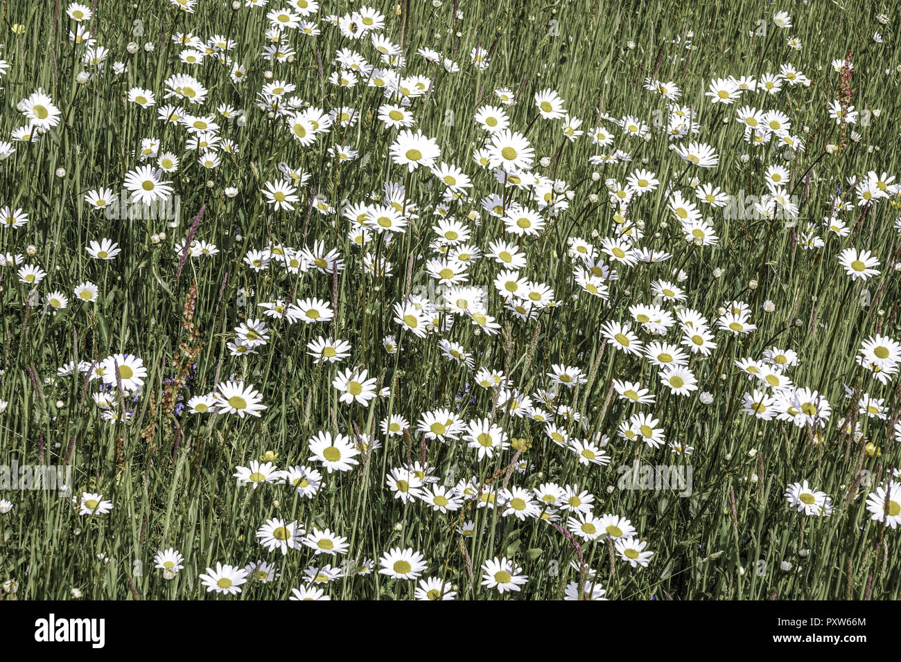 Wiese mit Magerwiesen-Margeriten (Leucanthemum vulgare), Wiesen-Margerite Wiesen-Wucherblume oder auch, Deutschland, Europa Banque D'Images