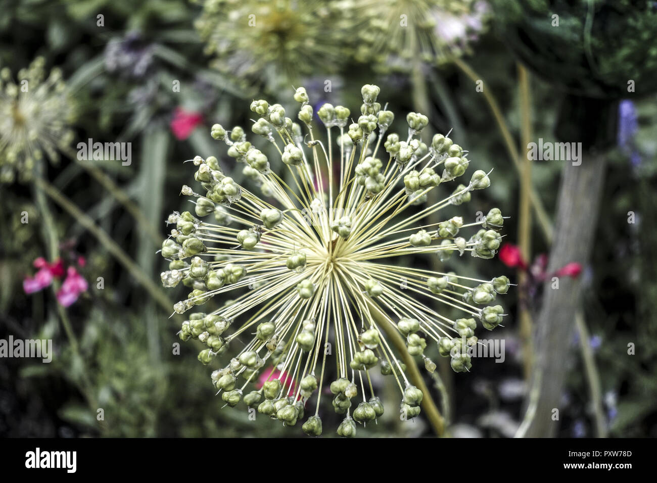 Verblühte Zierzwiebel (Allium nigrum) (www.allover.cc/TPH) Banque D'Images