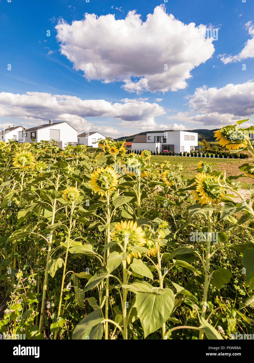 Allemagne, Bade-Wurtemberg, Suessen, champ de tournesol et maisons modernes Banque D'Images