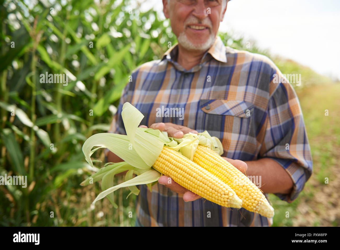 Farmer holding deux épis de maïs au blé Banque D'Images