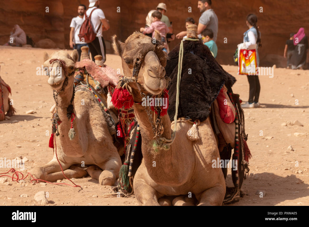 Petra, JORDANIE - Octobre 19, 2018 : Avis de chameaux et dromedas dans la ville antique de Petra, Jordanie Banque D'Images