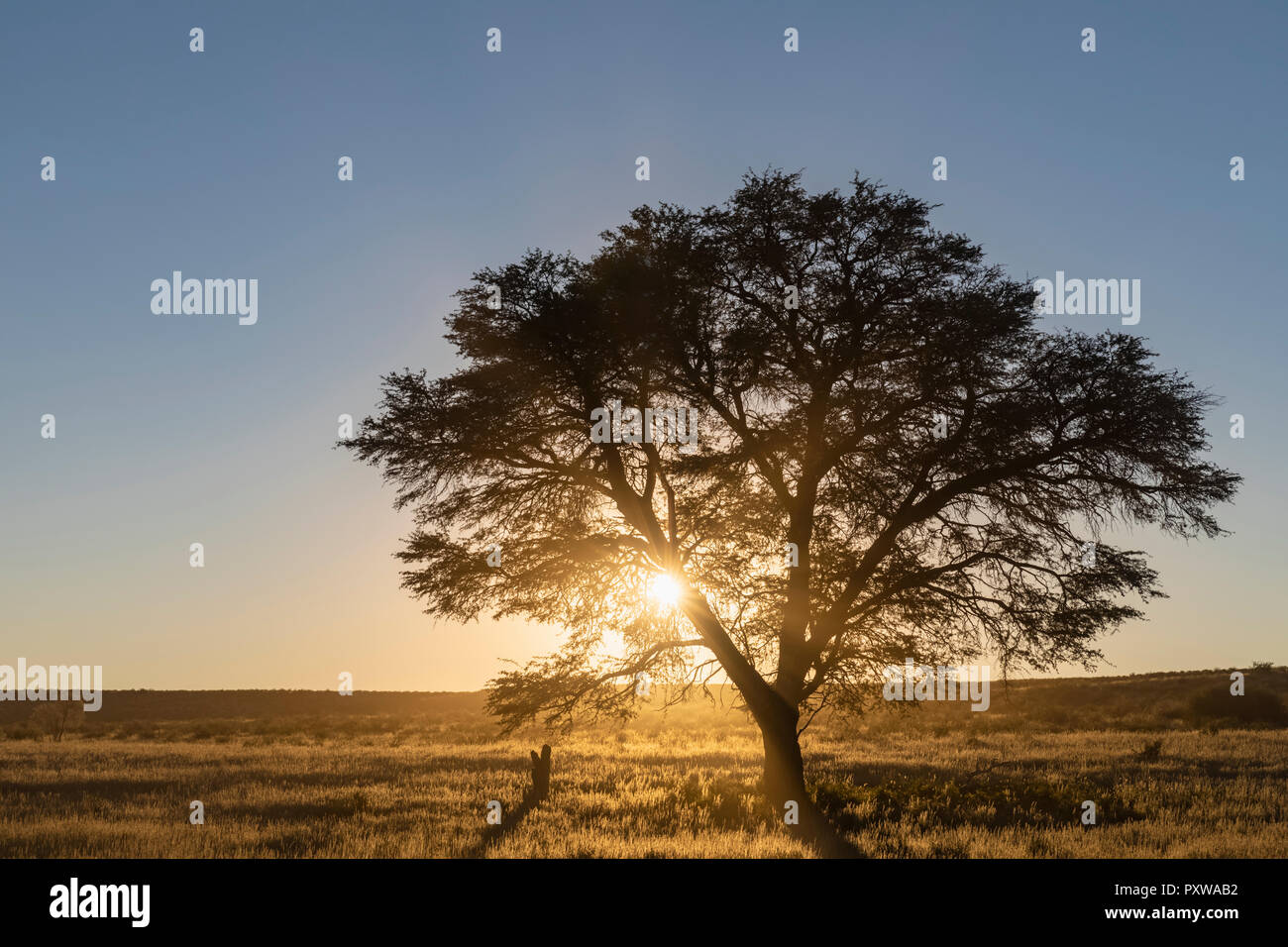 Le Botswana, Kgalagadi Transfrontier Park, Kalahari, camelthorn au lever du soleil Banque D'Images