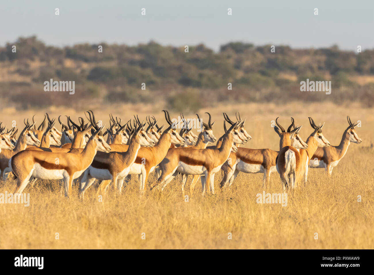 Le Botswana, Kalahari central Kalahari Game Reserve, Banque D'Images