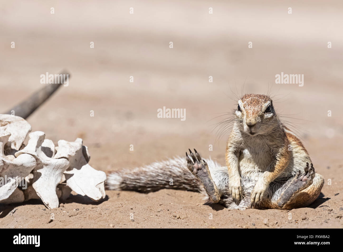 Le Botswana, Kalahari central Kalahari Game Reserve, Unstriped spermophiles, HA83 rutilus Banque D'Images