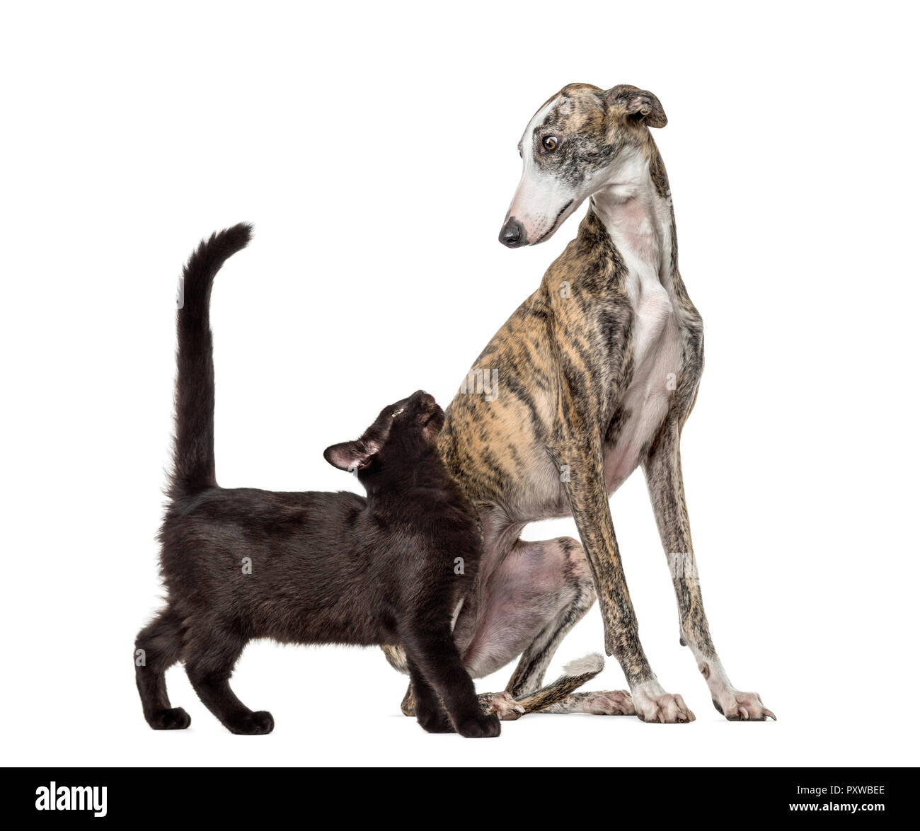 Galgo Slim chien et chat noir race mixte, in front of white background Banque D'Images
