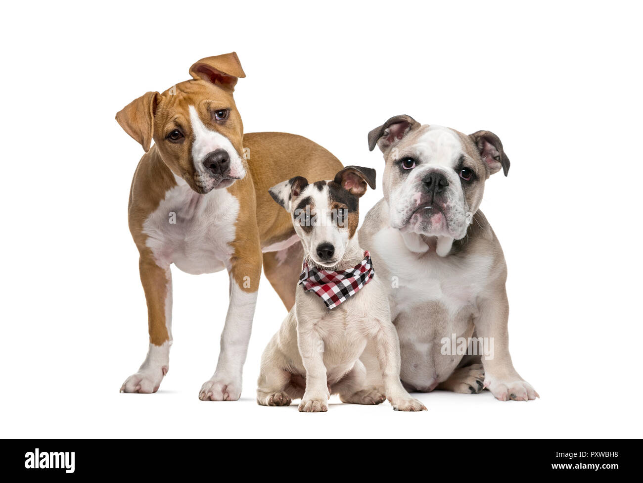 American Staffordshire Terrier, chiot Bulldog Anglais chiot Jack Russell Terrier puppy vérifié avec écharpe, in front of white background Banque D'Images