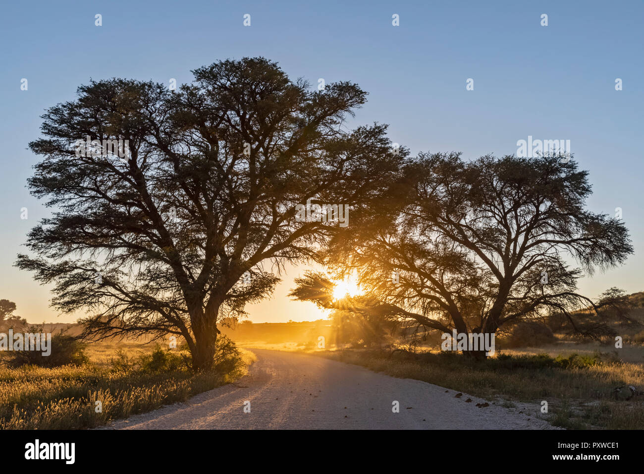 Le Botswana, Kgalagadi Transfrontier Park, Kalahari, gravier et camelthorns au lever du soleil Banque D'Images