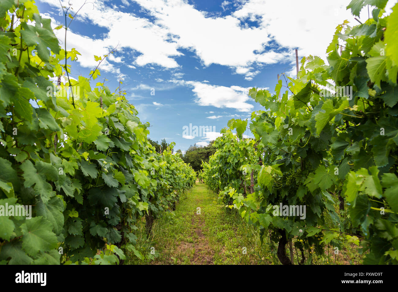 Italie, Toscane, Monsummano Terme, vignoble Banque D'Images