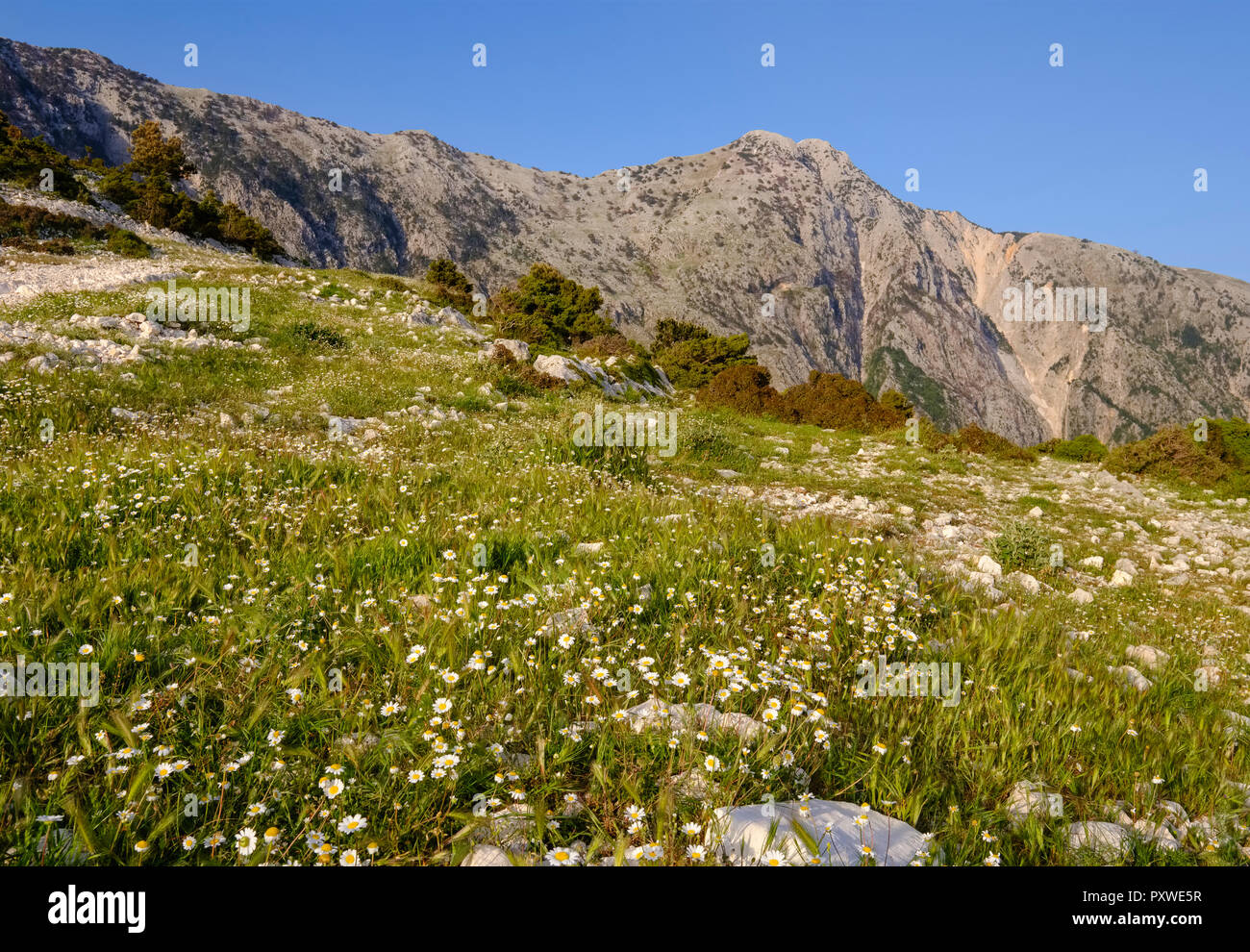 L'Albanie, Ceraunian Montagnes, Col Llogara, flower meadow Banque D'Images