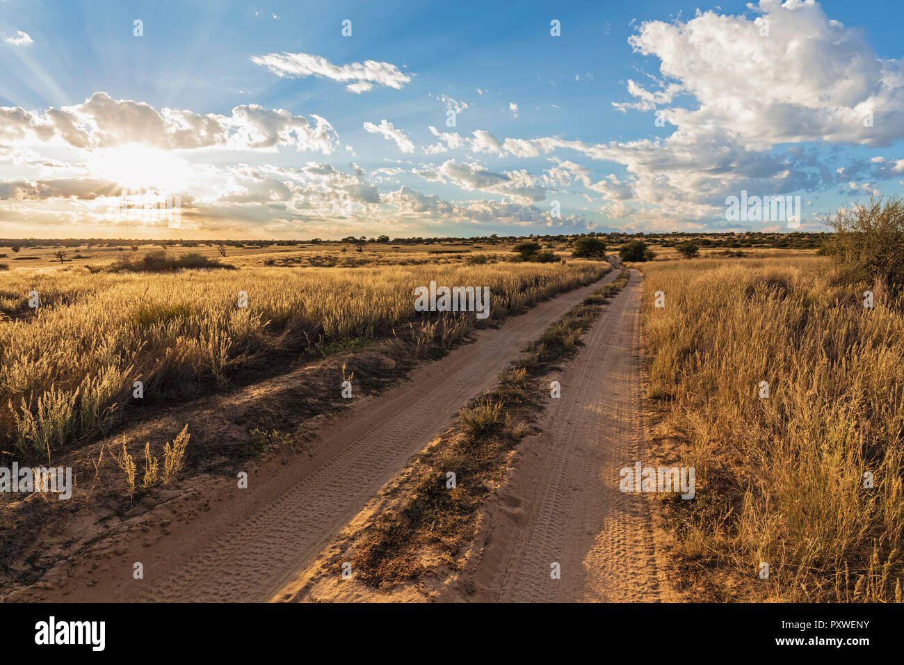 L'Afrique, Botswana, Kgalagadi Transfrontier Park, Mabuasehube Game Reserve, piste de sable au lever du soleil Banque D'Images