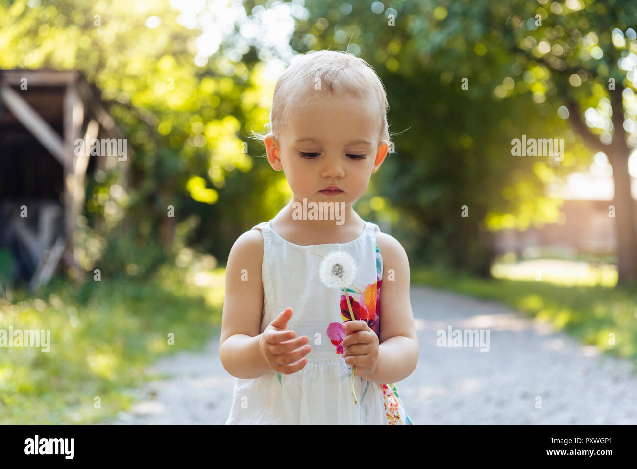 Cute little girl holding blowball outdoors Banque D'Images