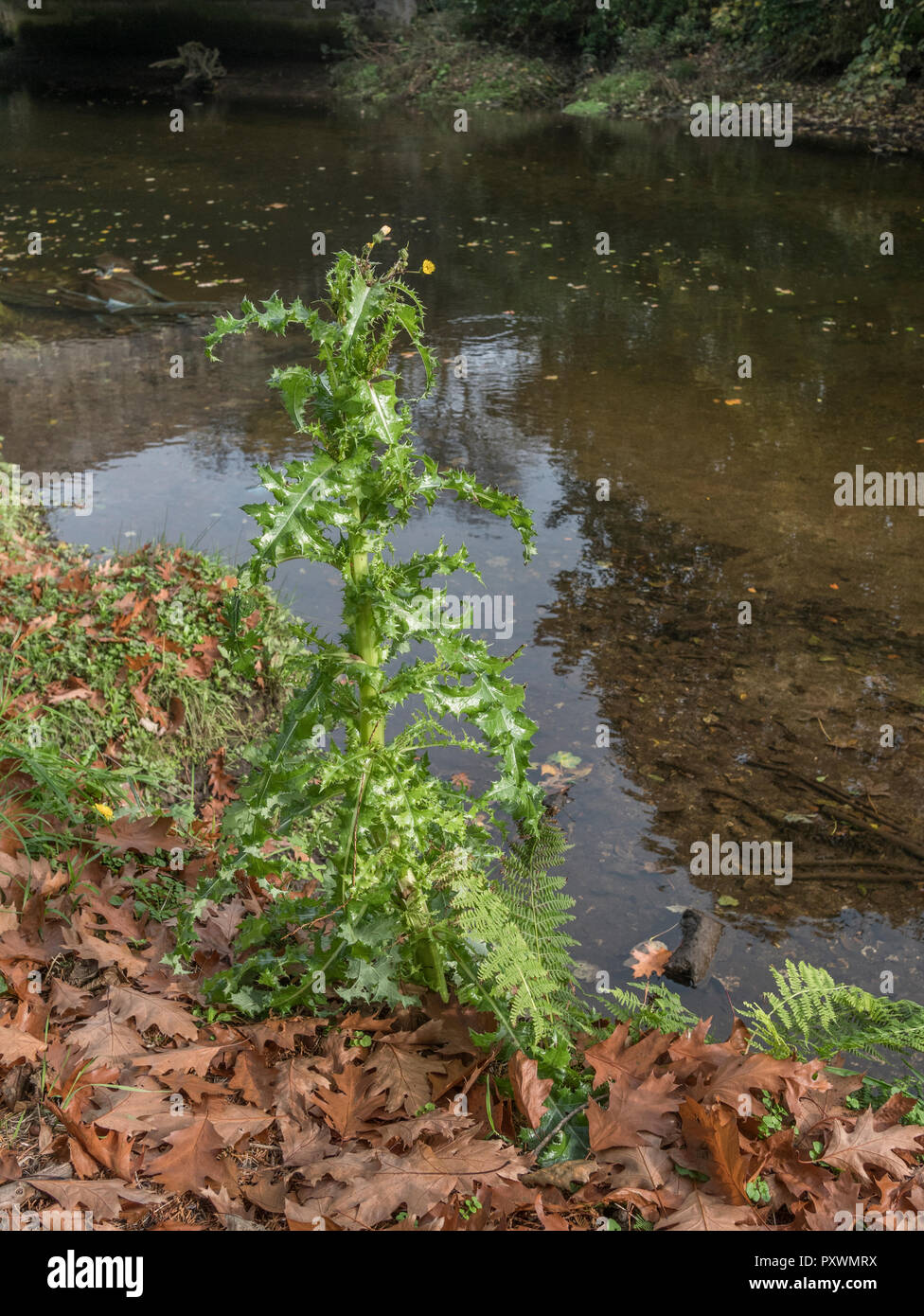 On croit être le laiteron piquant / Sonchus asper qui poussent sur la berge sud du fleuve Fowey, Cornwall. Mauvaise herbe commune qui pousse dans les champs et aussi la masse des déchets Banque D'Images