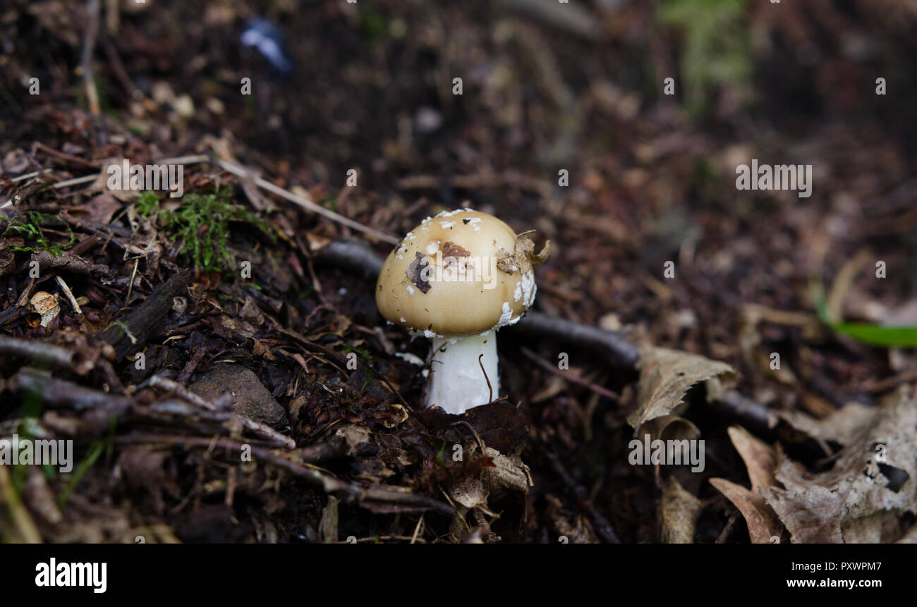 Petit champignon dans la forêt - scène européenne funghi Banque D'Images