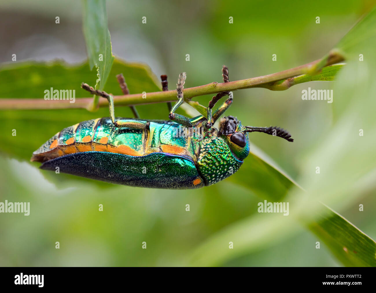 La Thaïlande, Jewel beetle, Buprestidae Banque D'Images