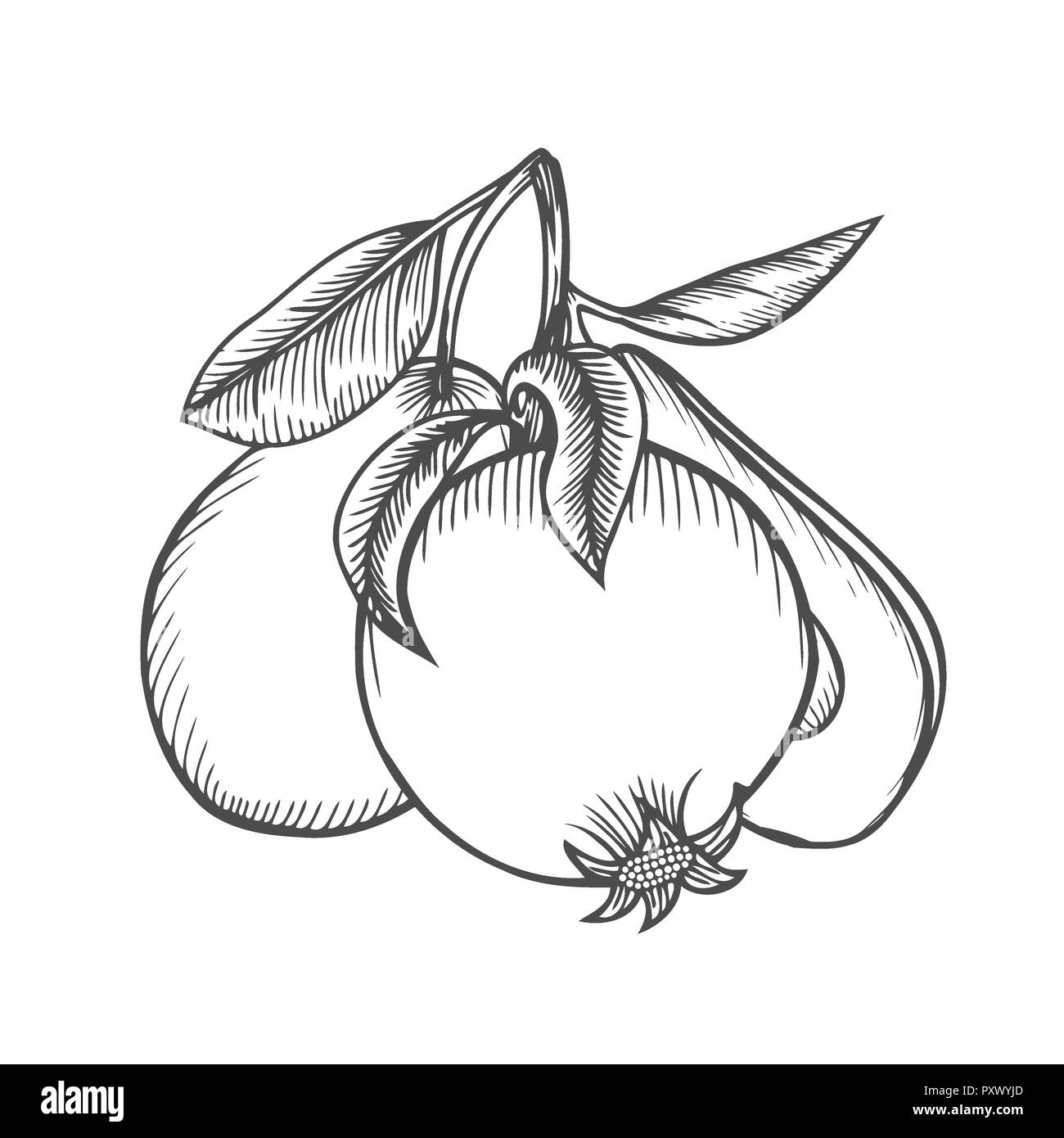 L Avocat Et De Poire Groseille De Grenade Branches Feuilles Isole Sur Fond Blanc Dessin A La Main Vintage Noir Et Blanc Photo Stock Alamy