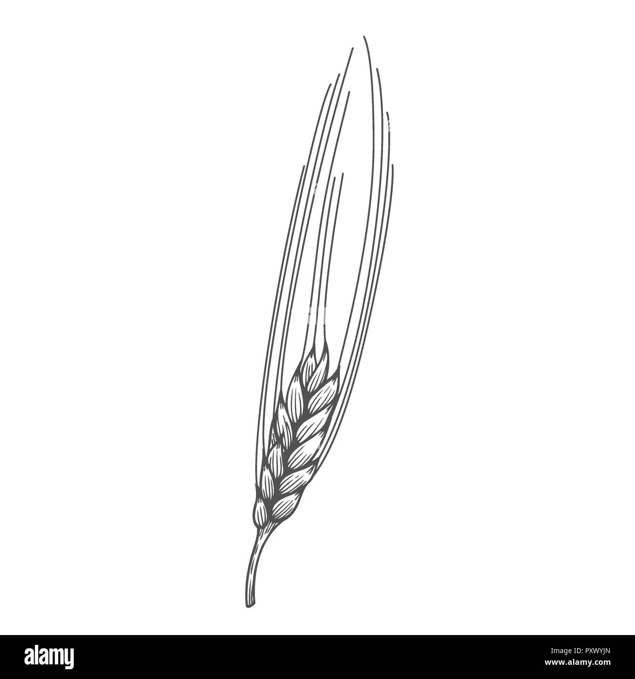 Pain de blé céréale oreilles illustration croquis dessinés à la main. L'oreille noir isolé sur fond blanc. La gravure de l'ingrédient alimentaire sans gluten retro vintage Banque D'Images