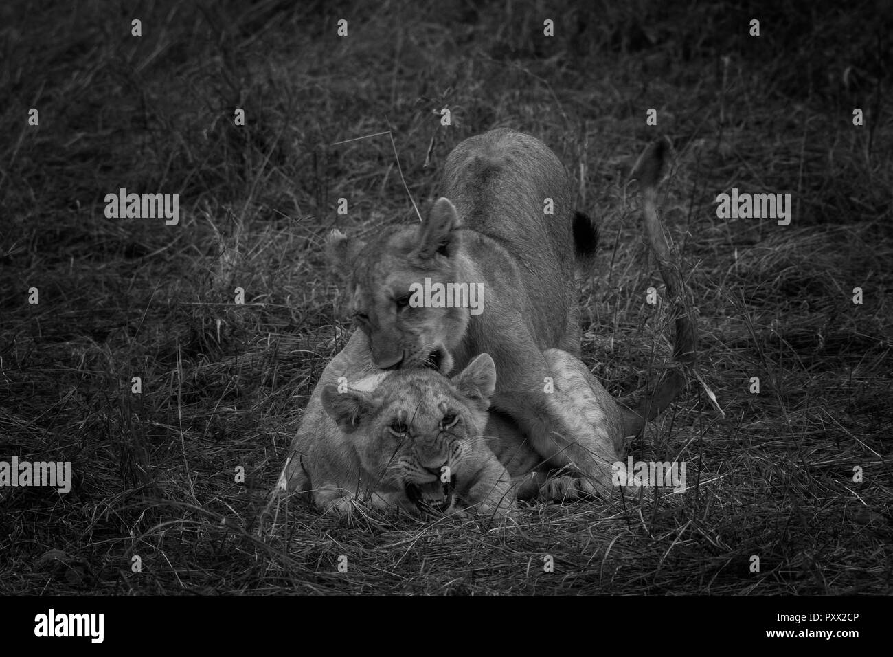 Cette image du Lion's cub jouer est prise à Masai Mara au Kenya. Banque D'Images