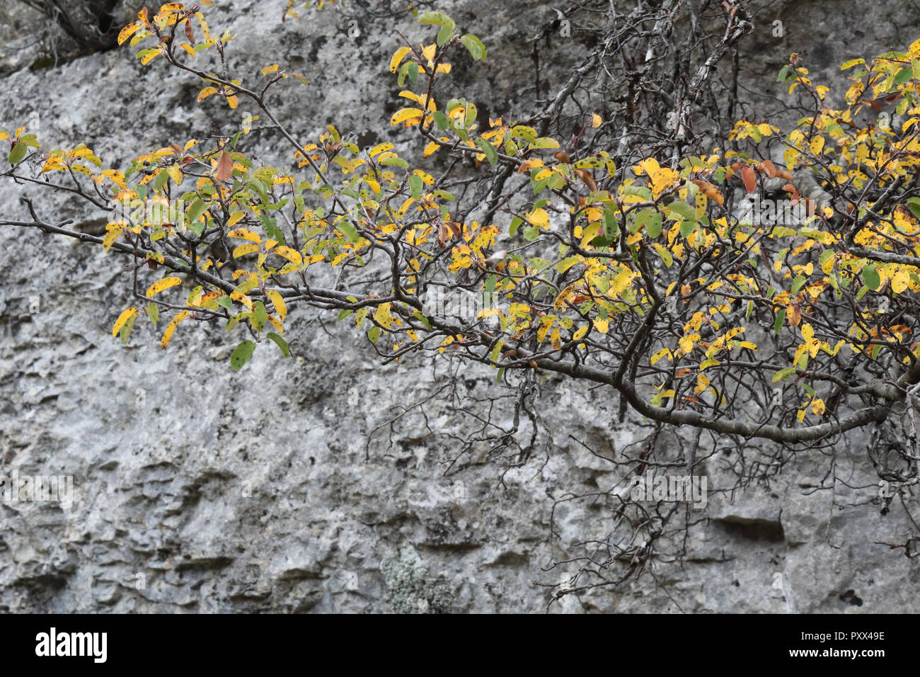 Feuilles vertes et jaunes et les branches avec, comme arrière-plan, le rocher de Barranco de la Hoz Seca canyon et montagne en automne, de Jaraba, Aragon, Espagne Banque D'Images