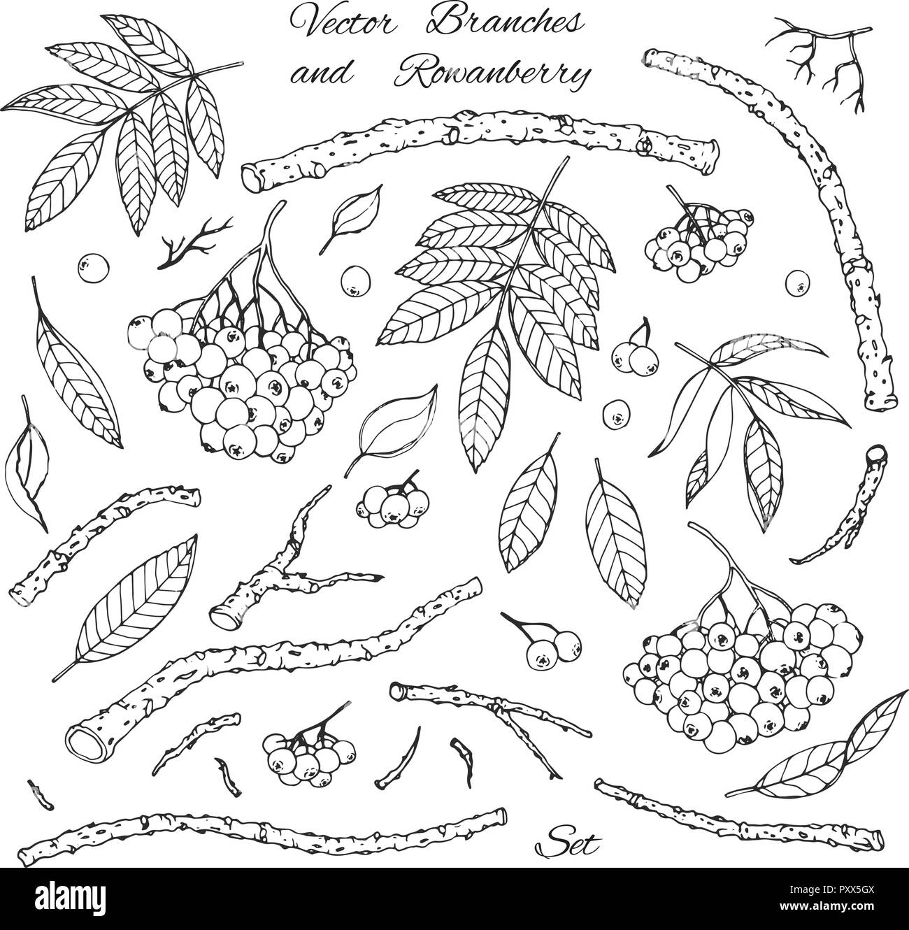 Hand drawn vector set de branches, feuilles et sorbe contours isolé sur fond blanc. Décoration d'hiver au croquis style. Illustration de Vecteur