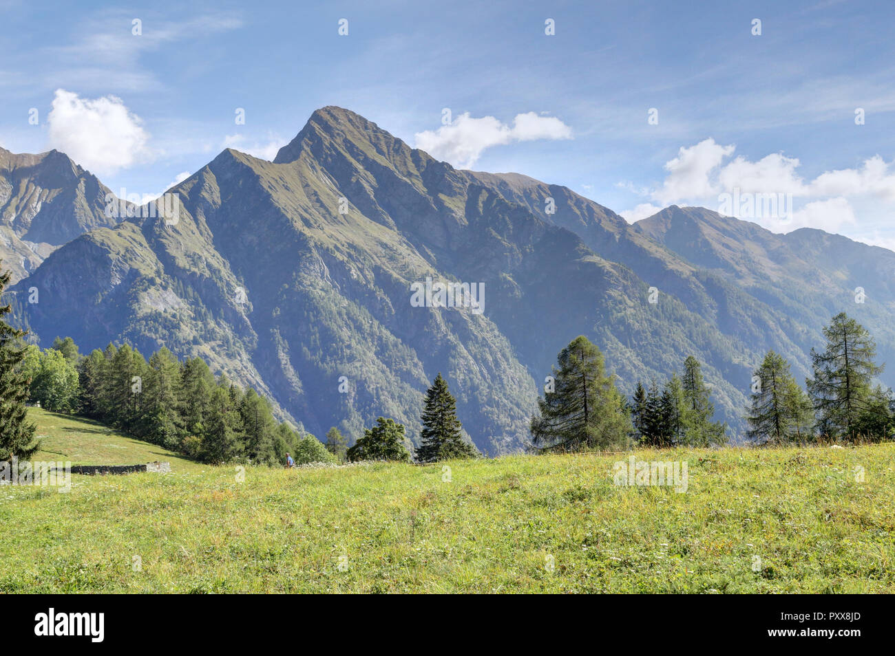 Un paysage de bleu ciel nuageux, de hautes montagnes, de sapins et de forêts de pins et de verts pâturages à Val d'Otro, région du Piémont, Alpes, Italie Banque D'Images