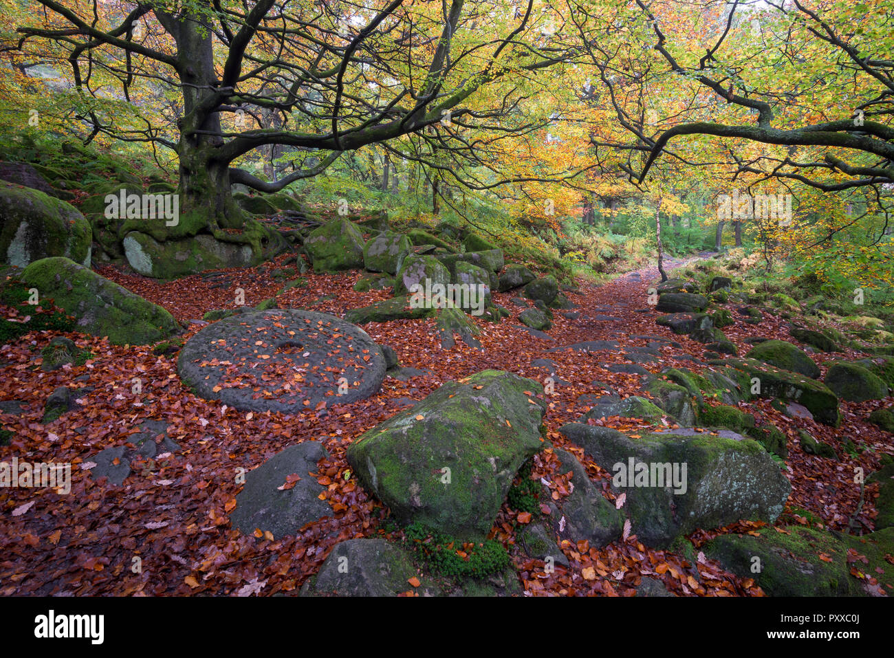 Ancienne meule en couvrant les feuilles tombées à côté de la voie dans les gorges, Padley Peak District, Derbyshire, Angleterre. Une scène d'automne. Banque D'Images