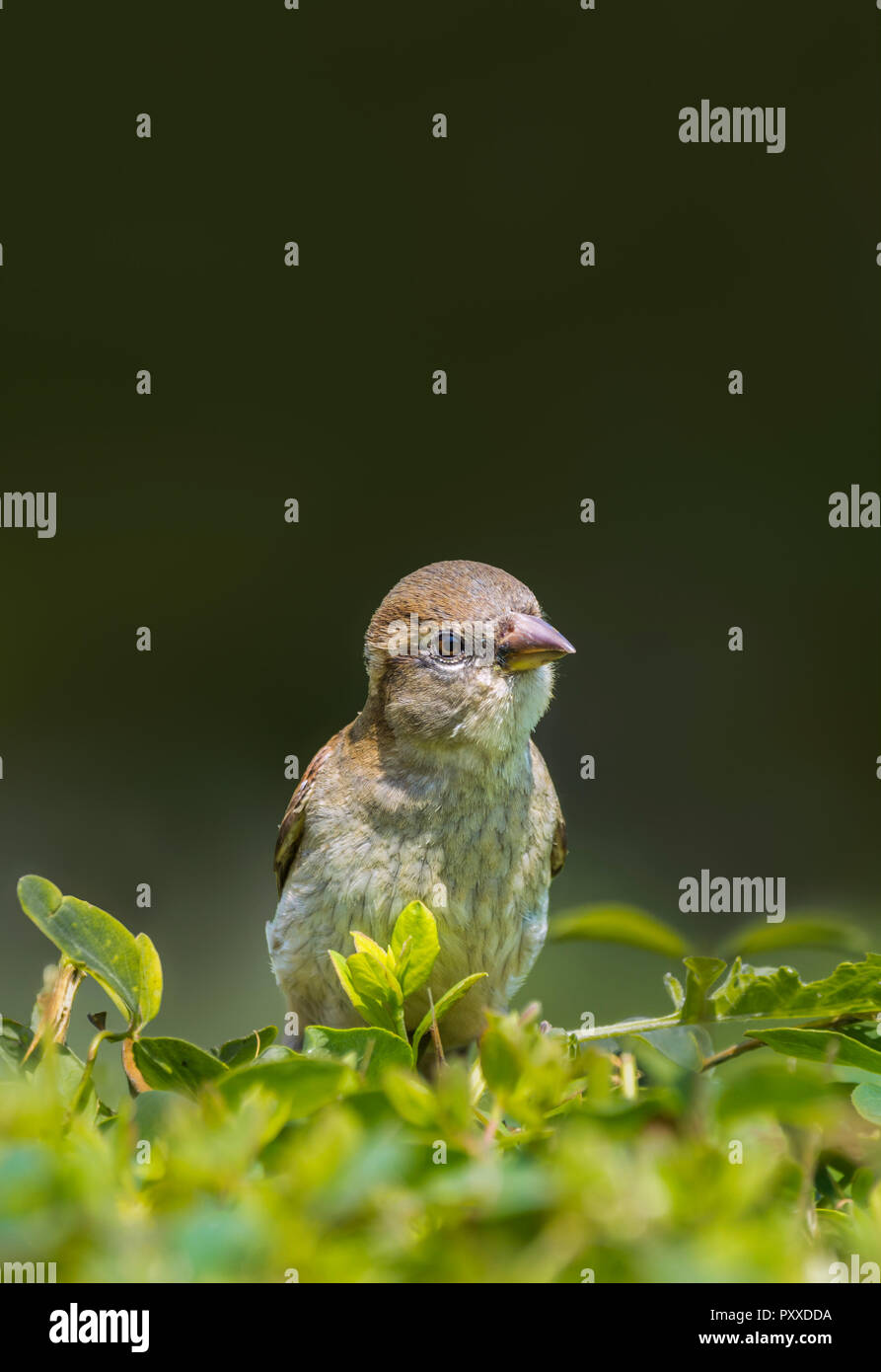 Femme House Sparrow (Passer domesticus) perchée dans une brousse au début de l'été à West Sussex, Angleterre, Royaume-Uni. Portrait de maison avec espace de copie. Banque D'Images Femme House Sparrow (Passer domesticus) perchée dans une brousse au début de l'été à West Sussex, Angleterre, Royaume-Uni. Portrait de maison avec espace de copie. Banque D'Images