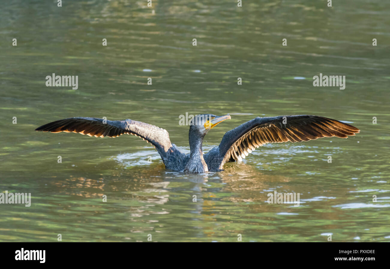 Oiseau Cormoran (Phalacrocorax carbo) sur l'eau avec des ailes étirés en automne dans le West Sussex, Angleterre, Royaume-Uni. Banque D'Images