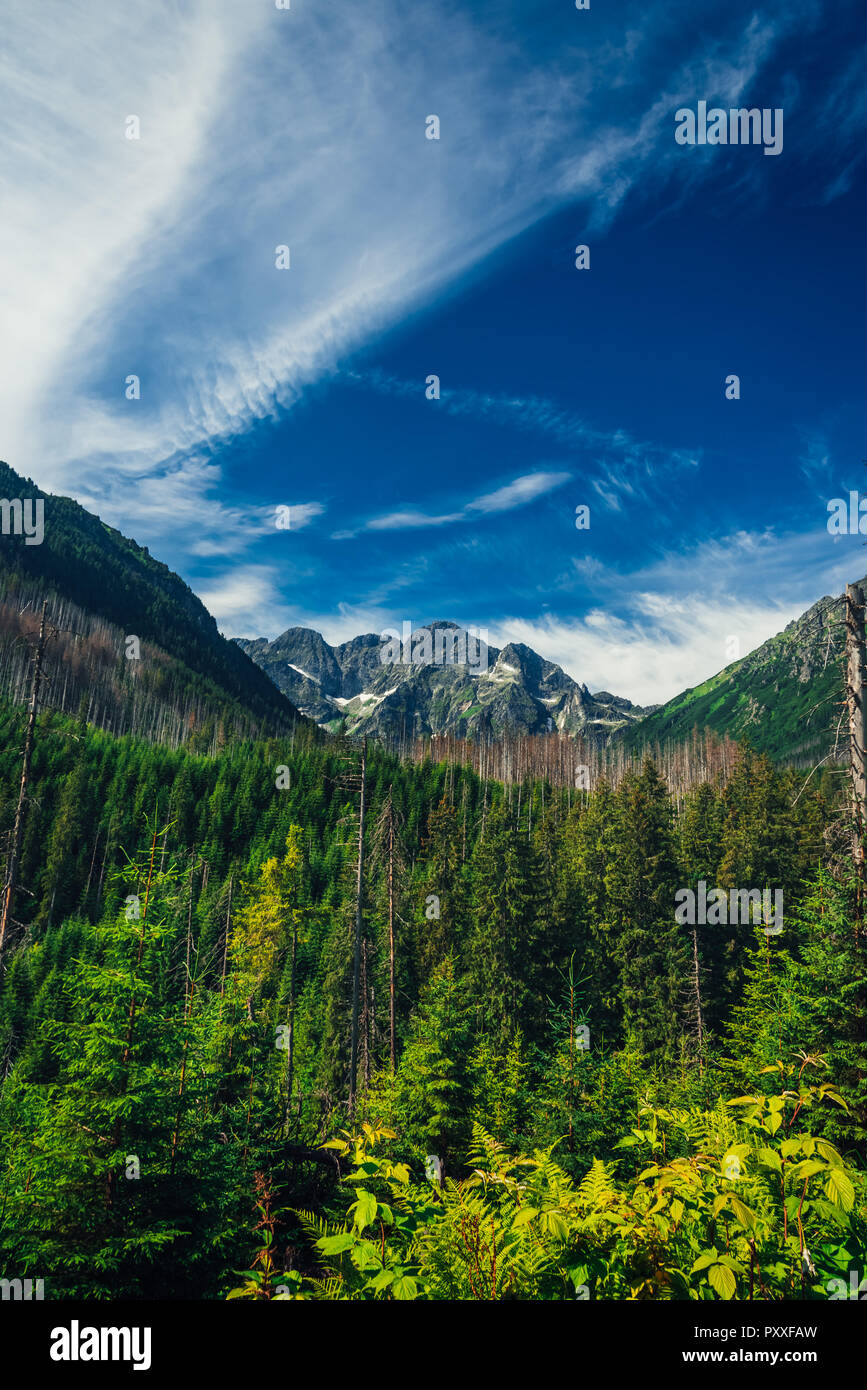 Vue depuis la vallée de la forêt au sommet de la haute montagne en crête avec ciel bleu profond au-dessus. Banque D'Images