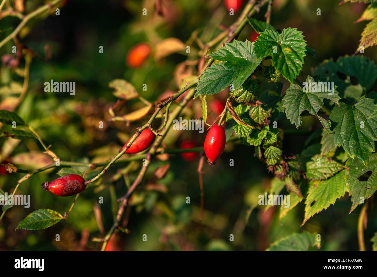 Arbuste de Wild Rose fruit en milieu naturel. Source de vitamine C. Banque D'Images