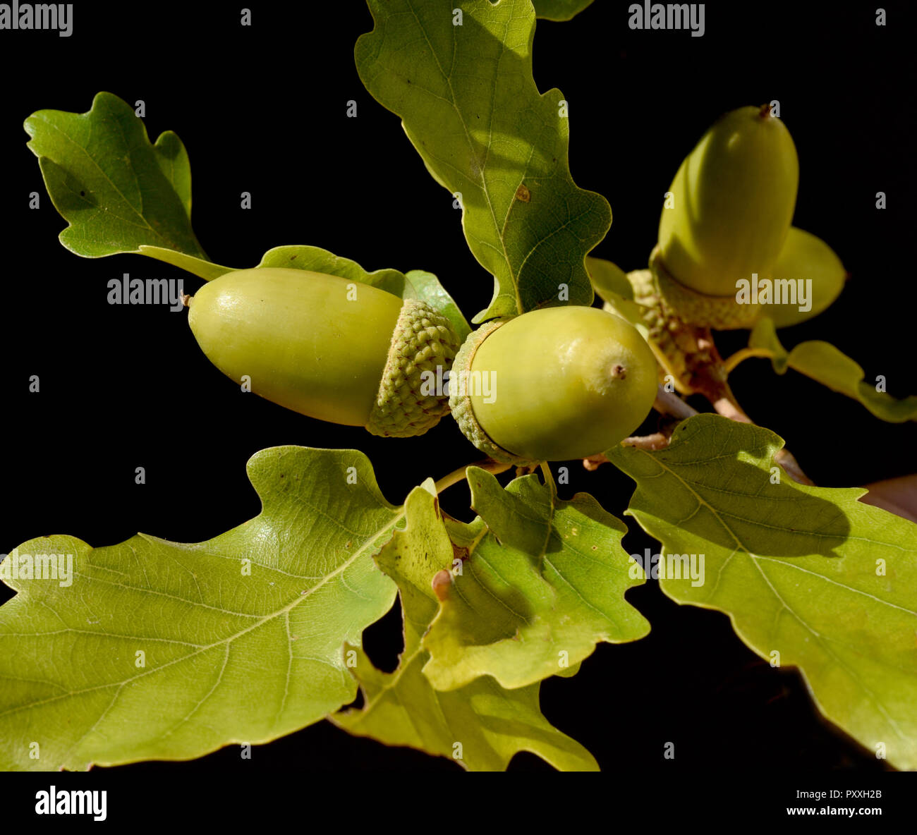 Eicheln, Stieleiche, Quercus robur, Banque D'Images