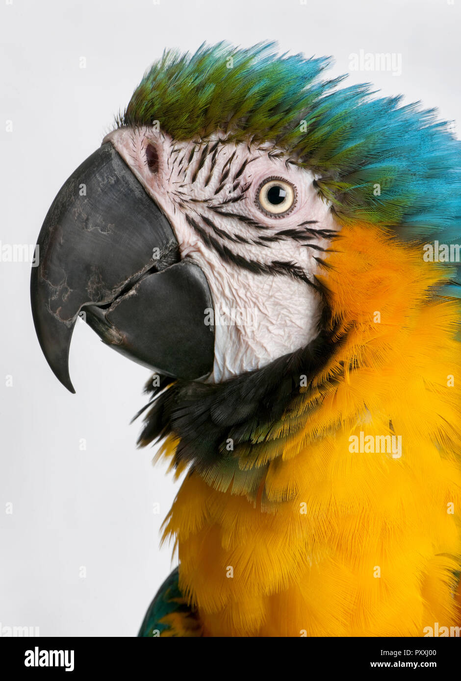 Close-up of blue-and-yellow Macaw, Ara ararauna, in front of white background Banque D'Images Close-up of blue-and-yellow Macaw, Ara ararauna, in front of white background Banque D'Images