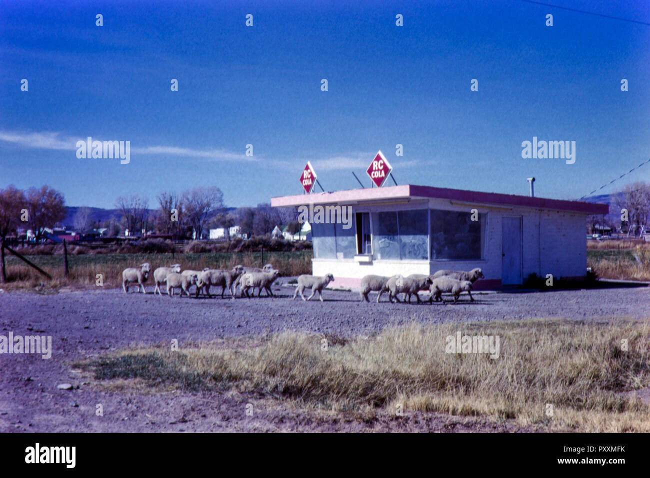 Dans l'état de l'Arizona, l'Amérique un photographe amateur inconnu prend une photo de moutons en passant une route abandonnée cafe/le dîner. En 1965 Banque D'Images