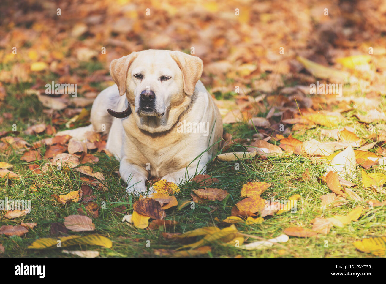 Labrador retriever dog lying outdoors sur les feuilles tombées dans le jardin d'automne Banque D'Images