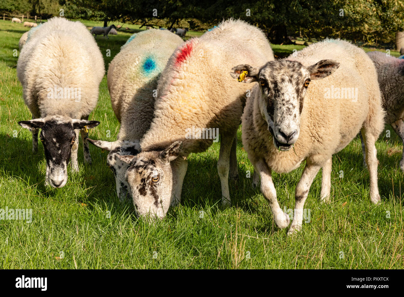 Le mouton domestique (Ovis aries) le pâturage dans un petit groupe avec une recherche à l'appareil photo. Large choix de tir amusant Banque D'Images