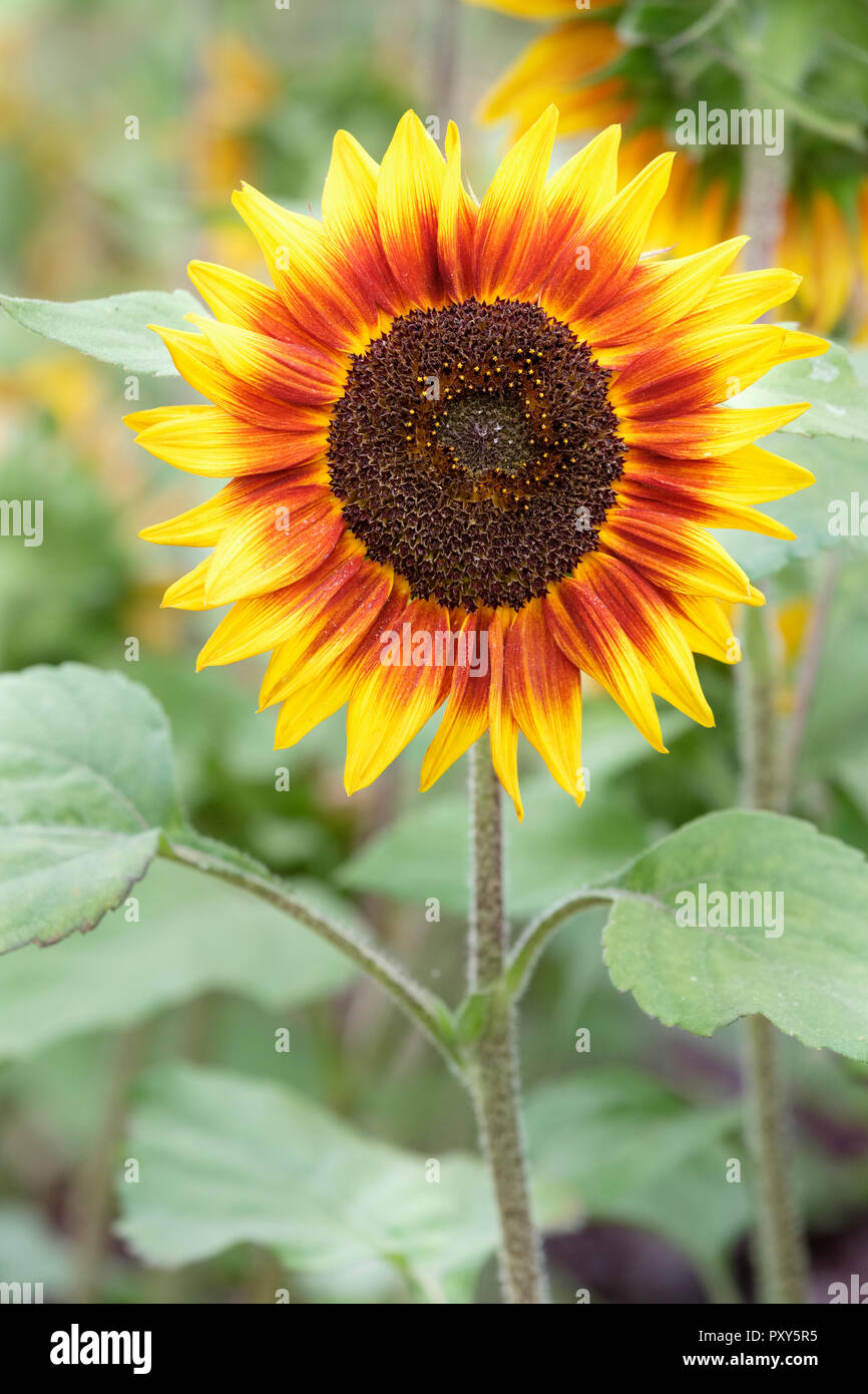 Close-up de l'Helianthus annuus, 'Ring of Fire' fleur. Anneau de Feu 'tournesol' Banque D'Images