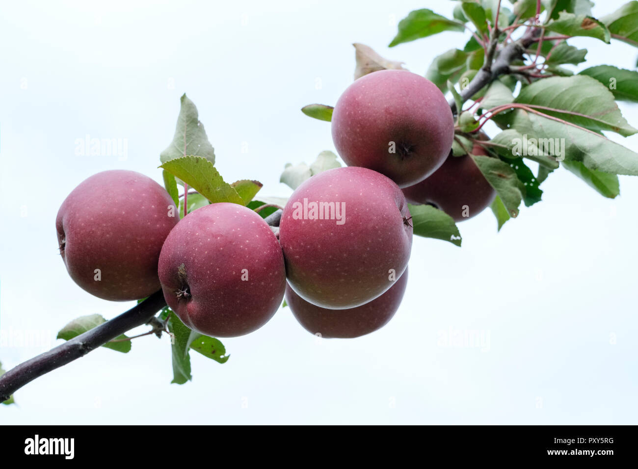 TICKLED PINK Apple- Baya Marisa Malus domestica, fruit mûr qui poussent sur un arbre, fond blanc Banque D'Images