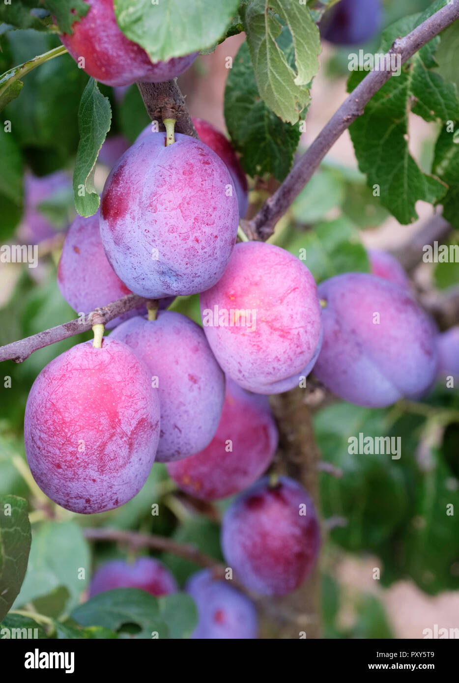 Prunus domestica Prunier Jubileum Jubileum, Prune, prune Jubilé. Les prunes mûres poussant sur un arbre Banque D'Images