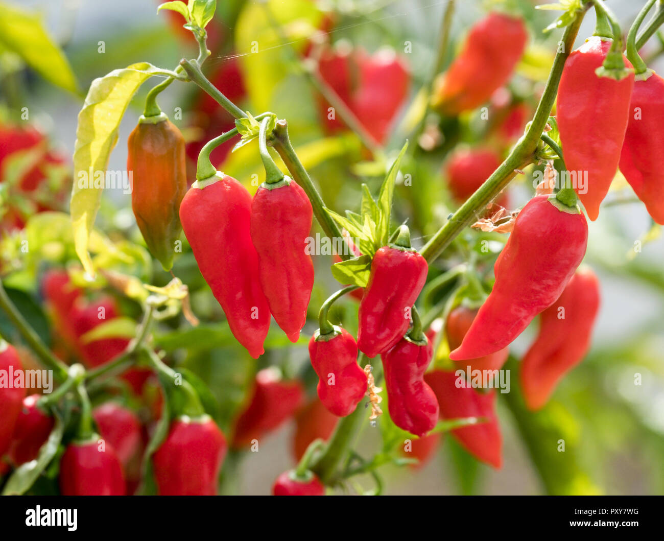 Naga Naga Morich, piment, piment Capsicum chinense 'Naga Morich, la culture des fruits dans une serre Banque D'Images