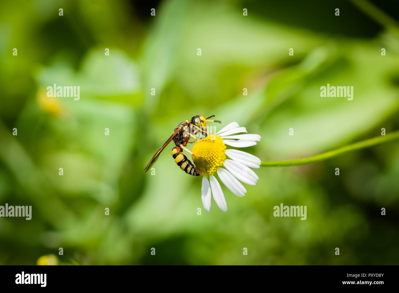 Une veste jaune prend dans le nectar et le pollen de la tête jaune d'une fleur ressemblant à des marguerites. Banque D'Images