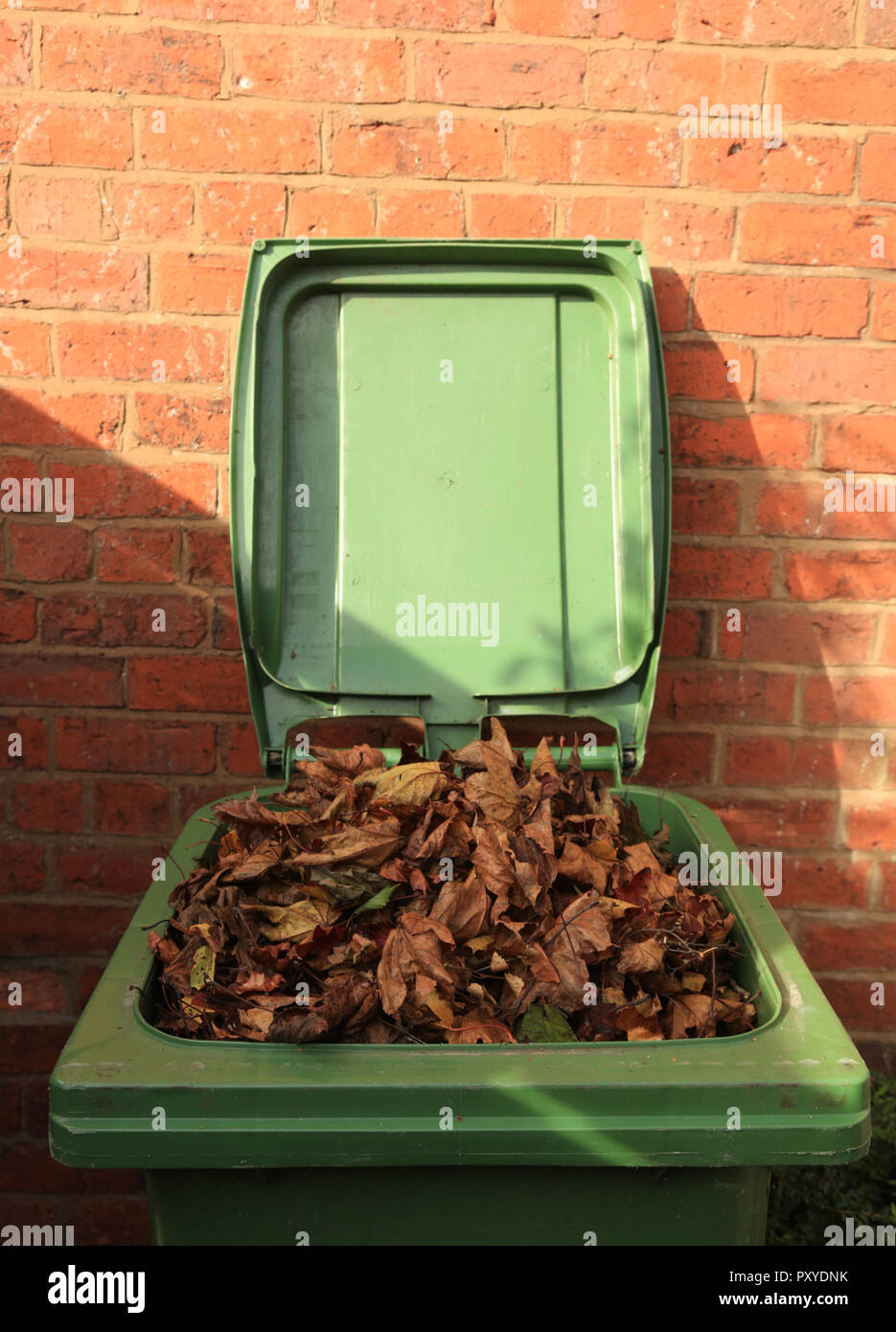 Un bac de recyclage vert plein de feuilles en automne. Banque D'Images