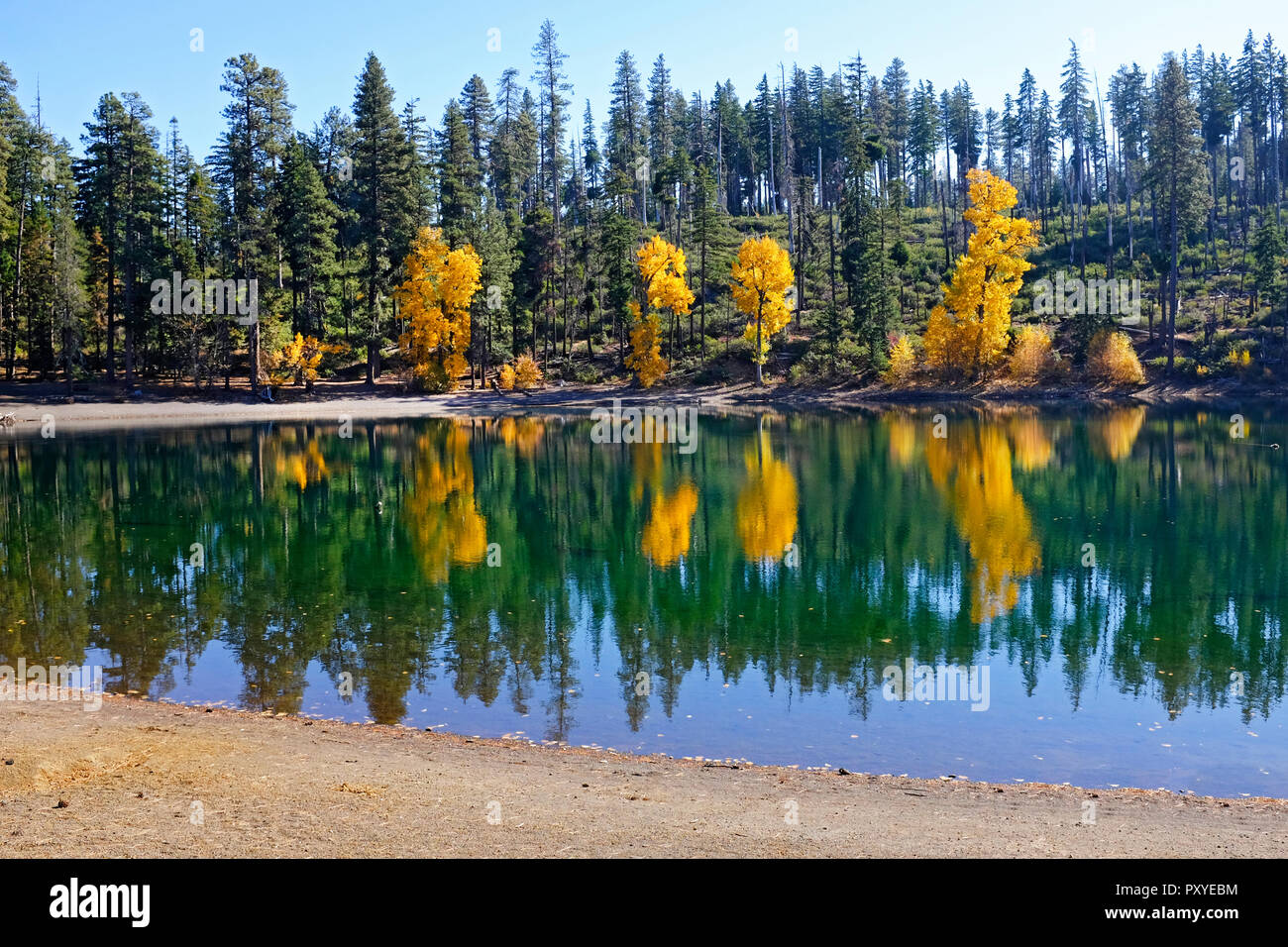 Les saules et les hêtres transformer l'or le long de la rive du lac Scout sur le versant est de la chaîne des Cascades dans le centre de l'Oregon à la mi-octobre. Banque D'Images