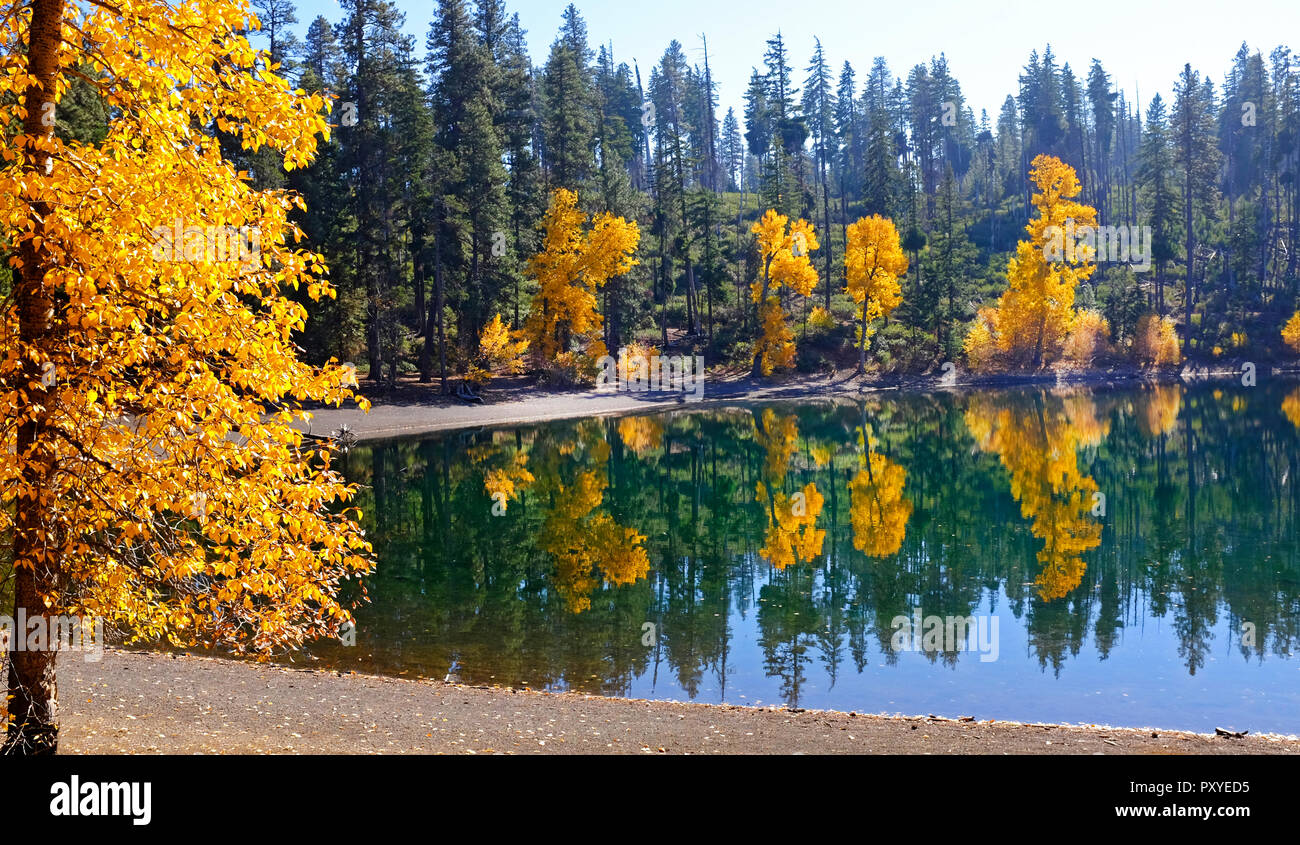 Les saules et les hêtres transformer l'or le long de la rive du lac Scout sur le versant est de la chaîne des Cascades dans le centre de l'Oregon à la mi-octobre. Banque D'Images