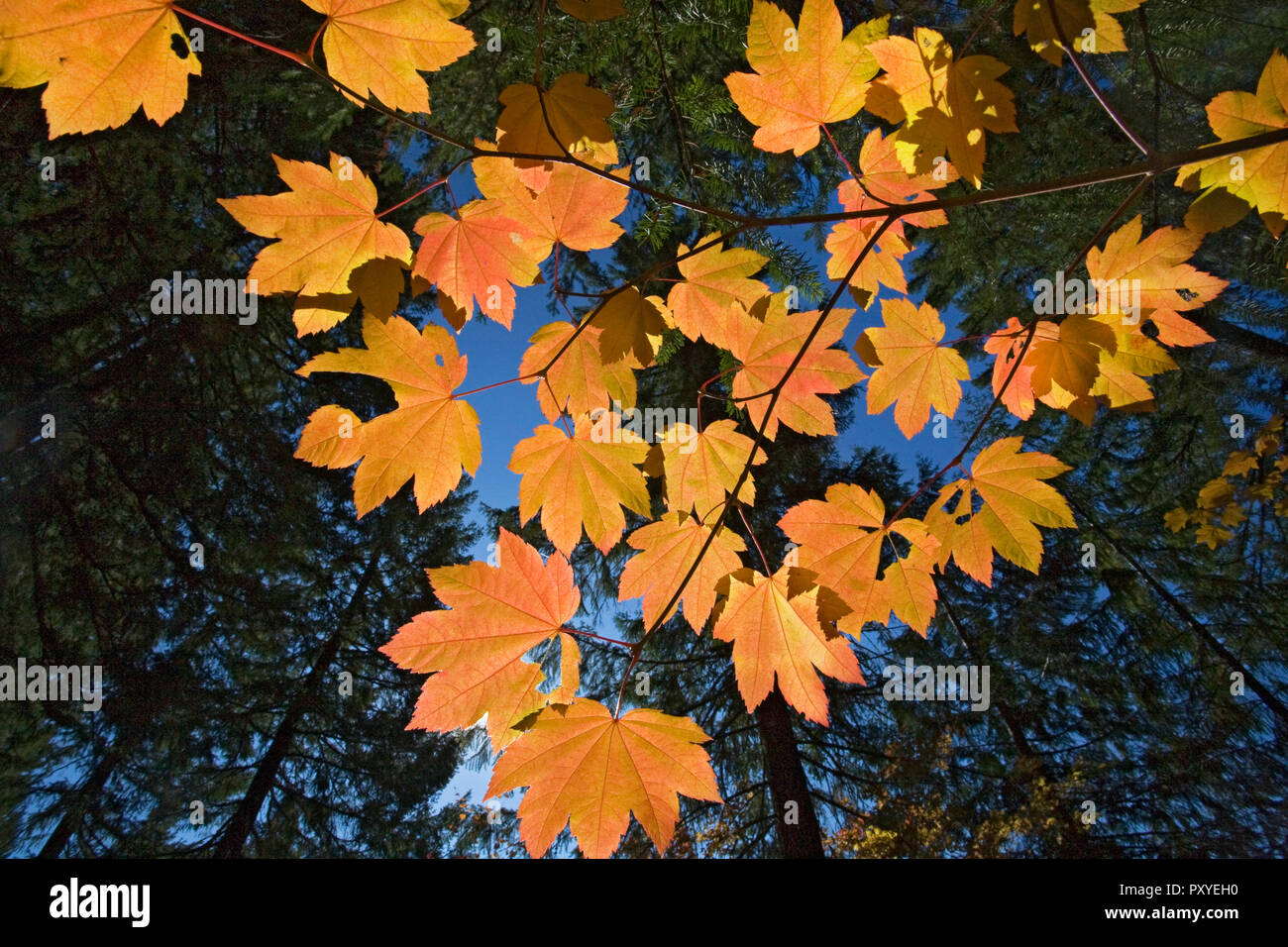 Feuilles d'érable à feuilles persistantes à l'encontre d'un couvert forestier dans l'Oregon Cascade Mountains au cours de l'automne couleur changer à la mi-octobre. Banque D'Images