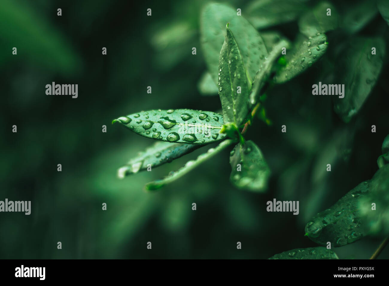 Feuilles vert recouvert d'eau, frises Banque D'Images