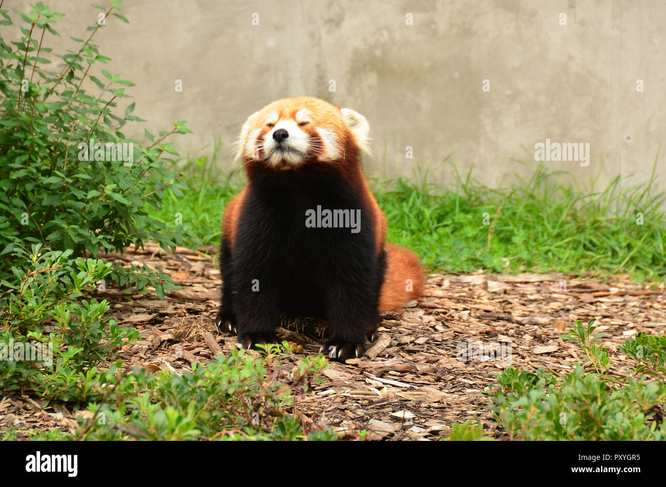 Le panda rouge, le Petit Panda dans zoo. Banque D'Images