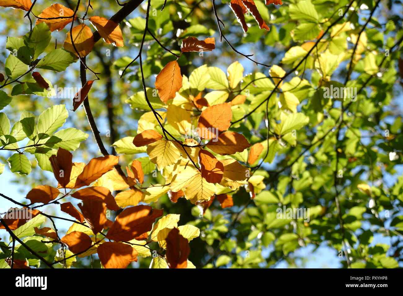 Moyenne saison feuilles de hêtre Banque D'Images