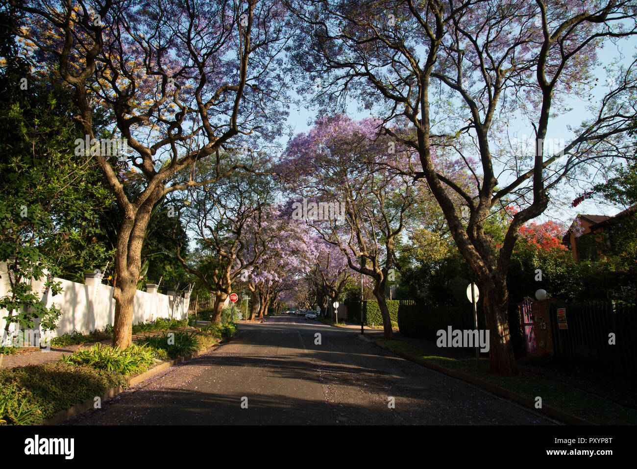 Johannesburg, Afrique du Sud, le 24 octobre, 2018. Jacarandas en fleur pourpre Parkview, Johannesburg. Banlieue bordée d'explosent en violet, rouge cerise et comme jacarandas, de bougainvilliers et d'autres des arbres fleuris, le mercredi après-midi : Crédit Eva-Lotta Jansson/Alamy Live News Banque D'Images