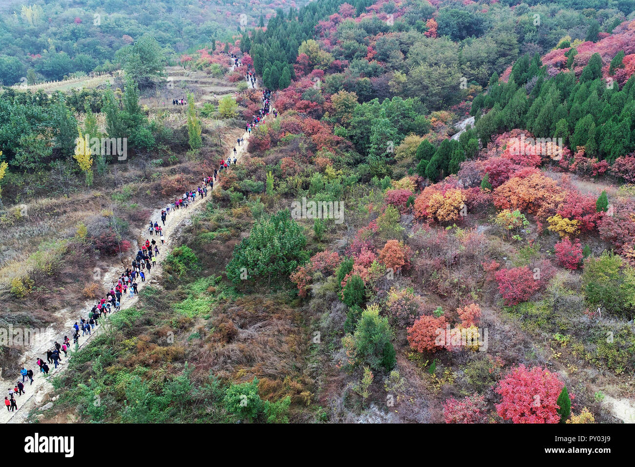 Shanghai, Shanghai, Chine. 25 octobre, 2018. Shanghai, Chine-photographie aérienne de Prunus serrula à Shanghai, la Chine de l'est la province de Shandong. Crédit : SIPA Asie/ZUMA/Alamy Fil Live News Banque D'Images