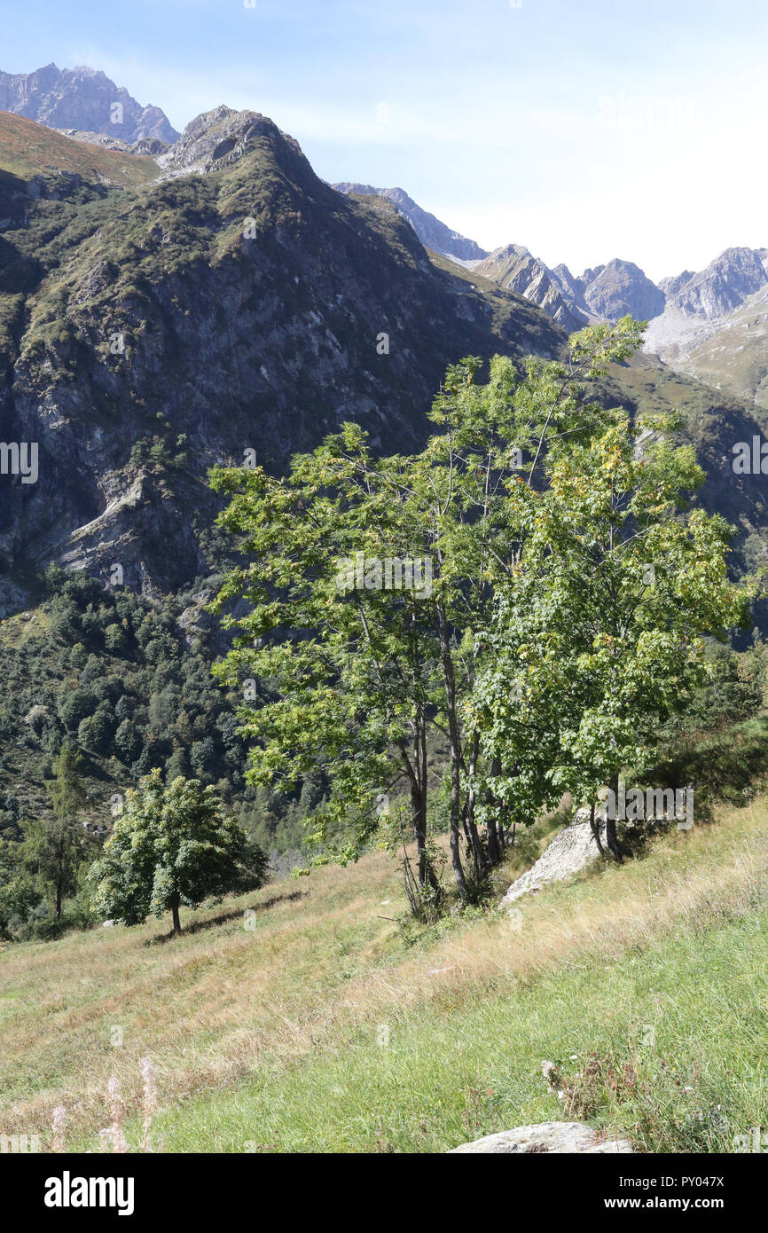 Un paysage de feuillage d'un arbre, de hautes montagnes, de sapins et de forêts de pins et de verts pâturages à Val d'Otro, région du Piémont, Alpes, Italie Banque D'Images